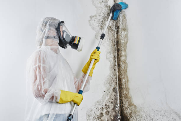 Why You Should Choose Our Mold Remediation Services in Lake Success, NY